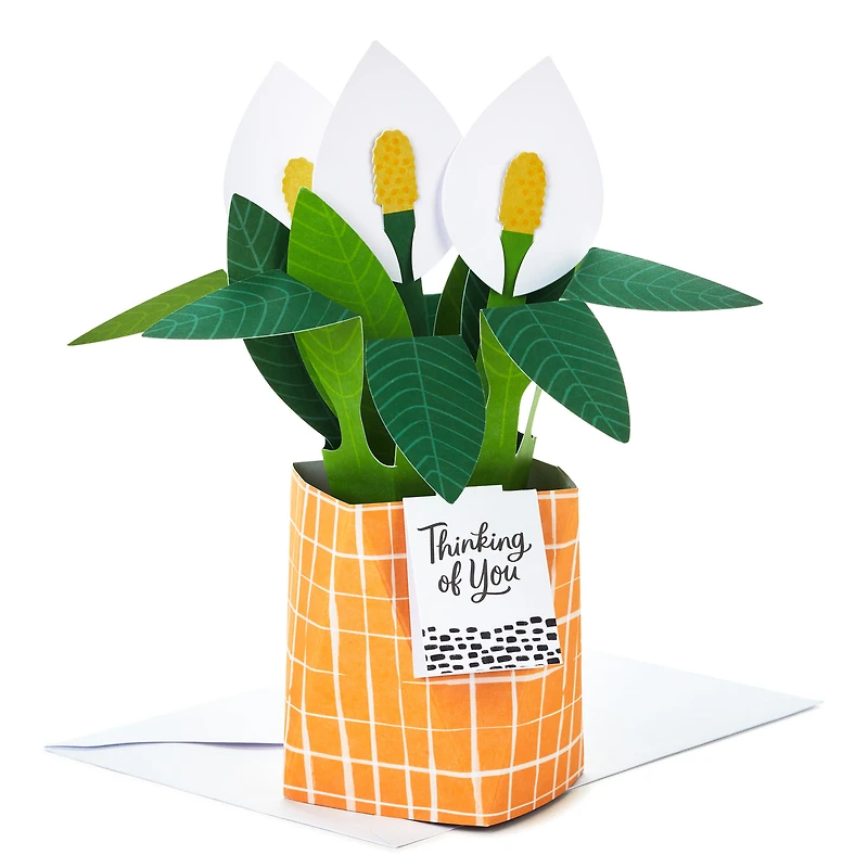 Paper Wonder Thinking of You, Encouragement Pop Up Card (Potted Peace