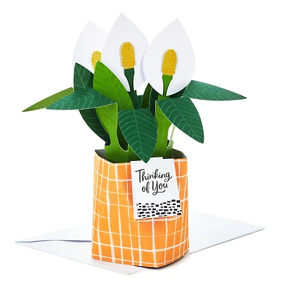 Paper Wonder Thinking of You, Encouragement Pop Up Card (Potted Peace