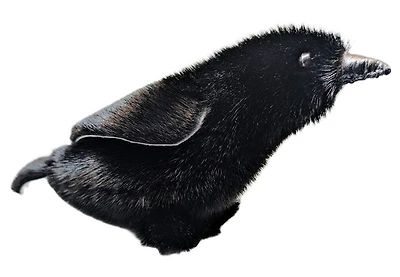 Sealskin Raven - Geela Nakashuk