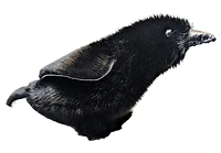 Sealskin Raven - Geela Nakashuk