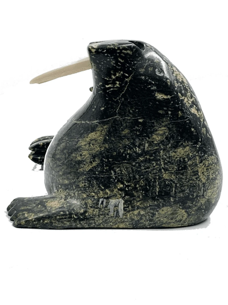 "Walrus" - Kelly Etidloie