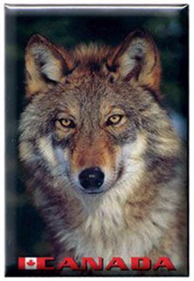 Grey Wolf - Photo Magnet