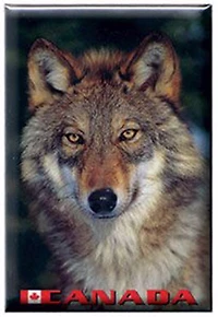 Grey Wolf - Photo Magnet