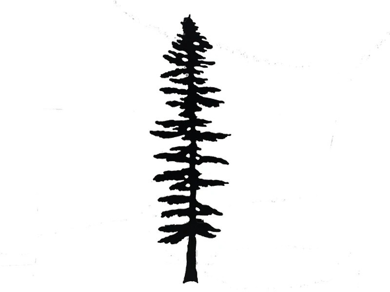 Anvil Island Sitka Tree - Wall Hanging