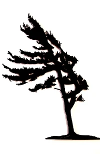 Windswept Pine - Wall