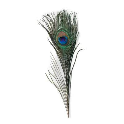 Peacock Fly-Tying Feathers Orvis