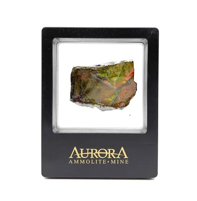 Aurora Ammolite - Collectors Edition