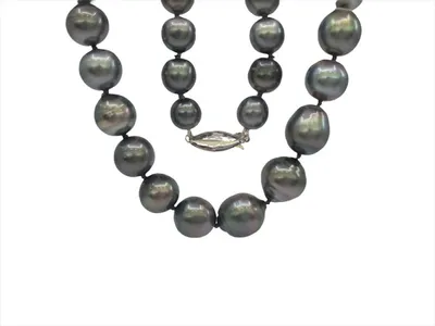 Black Tahitian Pearl Strand with 14K White Gold Pearl Clasp