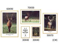 Fauna Set of 5 Alloy Matt - Golden Frame Wall Art