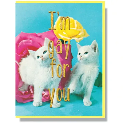 Gay For You / Card - Smitten Kitten