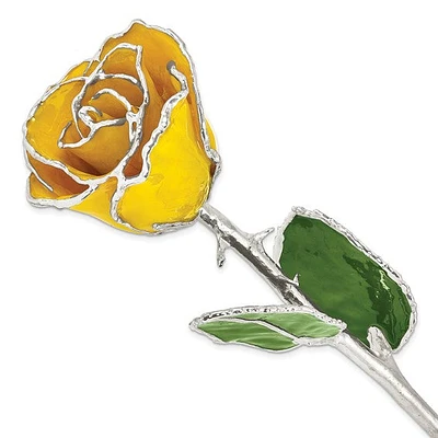 Lacquer Dipped Silver Trimmed Real Rose
