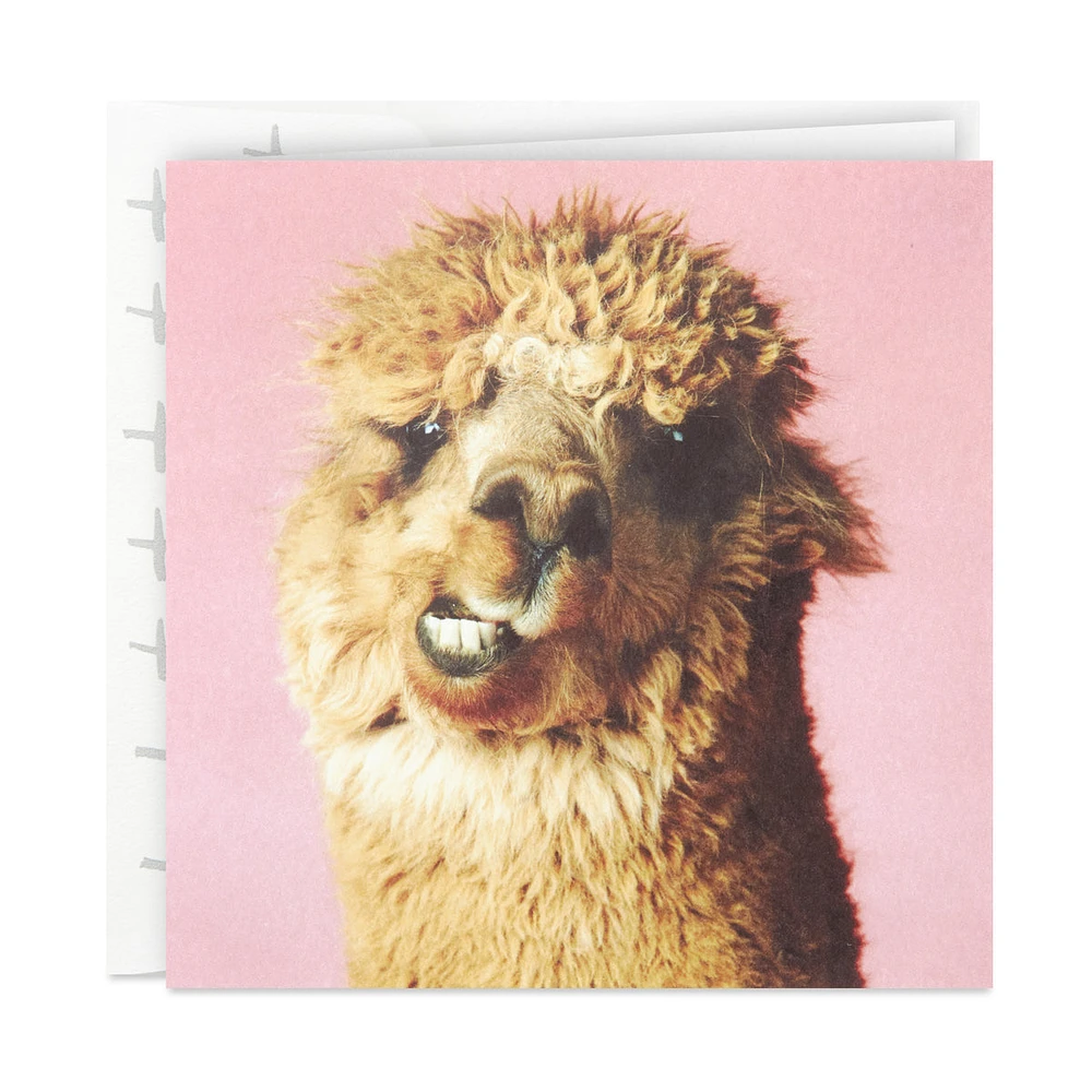 Studio Ink Birthday Card (Alpaca)