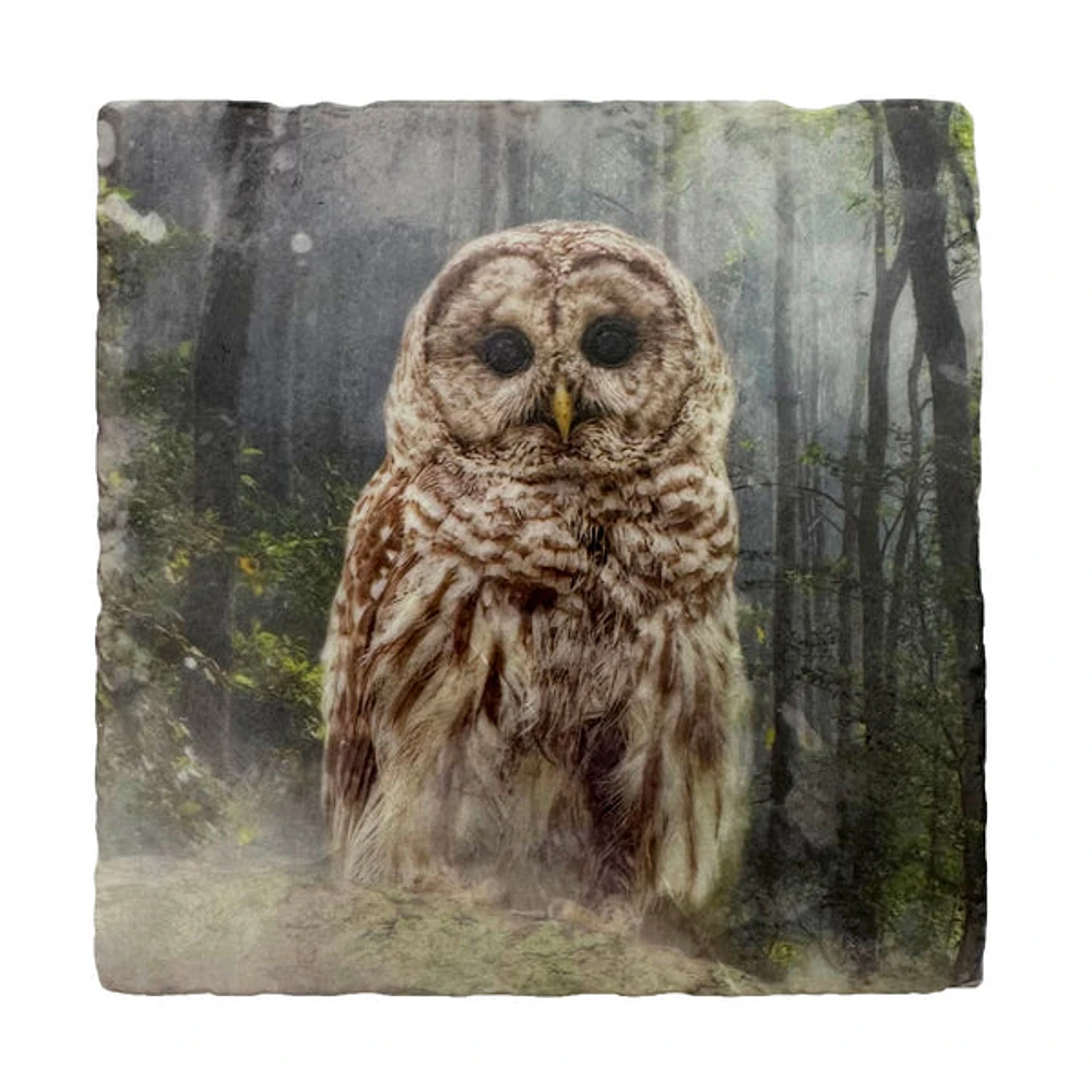 Barred Owl Coaster