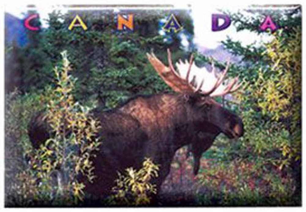 Moose - Photo Magnet