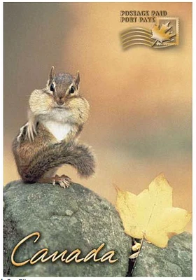 Chipmunk - Postage Paid Postcard