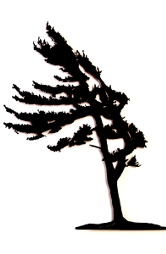 Windswept Pine