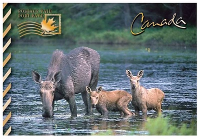 Moose and Calves - Postage Paid Postcard