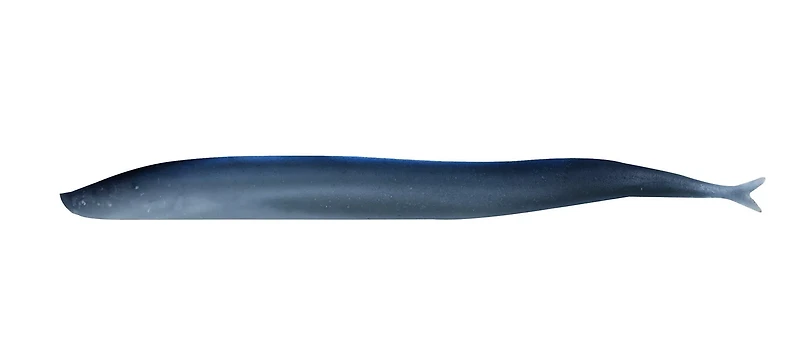 Berkley Gulp Salt Water Sand Eel 5 in 6-Pack