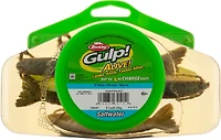 Berkley® Gulp! Alive!® 4" Shrimp Half-Pint Bucket