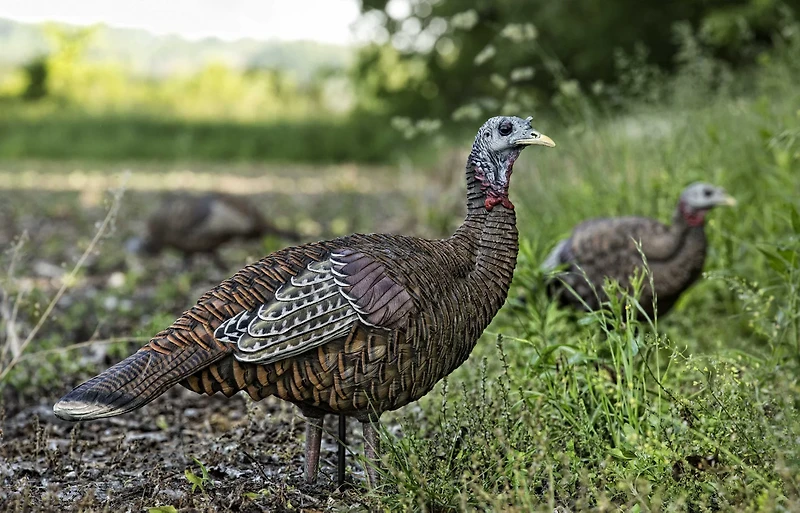 Avian-X LCD Lookout Hen Decoy