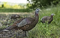Avian-X LCD Lookout Hen Decoy