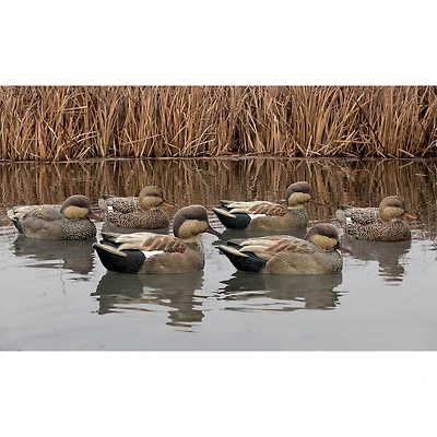 Avian-X Topflight Gadwall Decoys 6-Pack