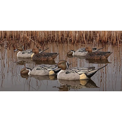 Avian-X Topflight Pintail Duck Decoys 6-Pack