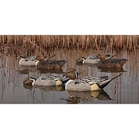 Avian-X Topflight Pintail Duck Decoys 6-Pack