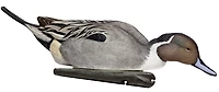 Avian-X Topflight Pintail Duck Decoys 6-Pack