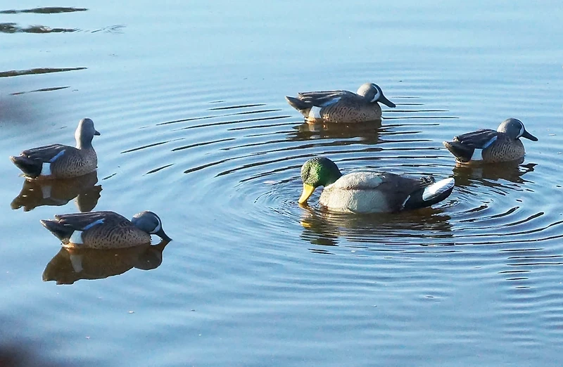 MOJO Outdoors™ Rippler Duck Decoy