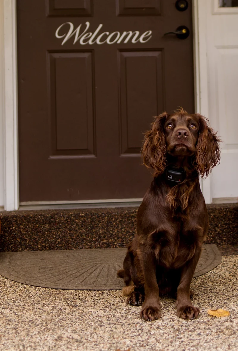 PetPal Training Systems Canine Coach 360 Collar System