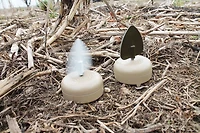 MOJO Outdoors Dove A Flickers Decoys 4-Pack