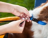 Schwinn Rascal Pet Trailer