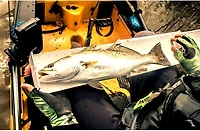 Yak-Gear The Fish Stick Ruler