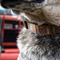 Carhartt Tradesman Dog Collar
