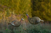 Game Winner Premium Hen Decoy