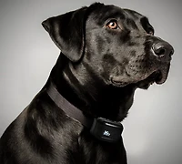 PetPal Training Systems Canine Coach 360 Collar System