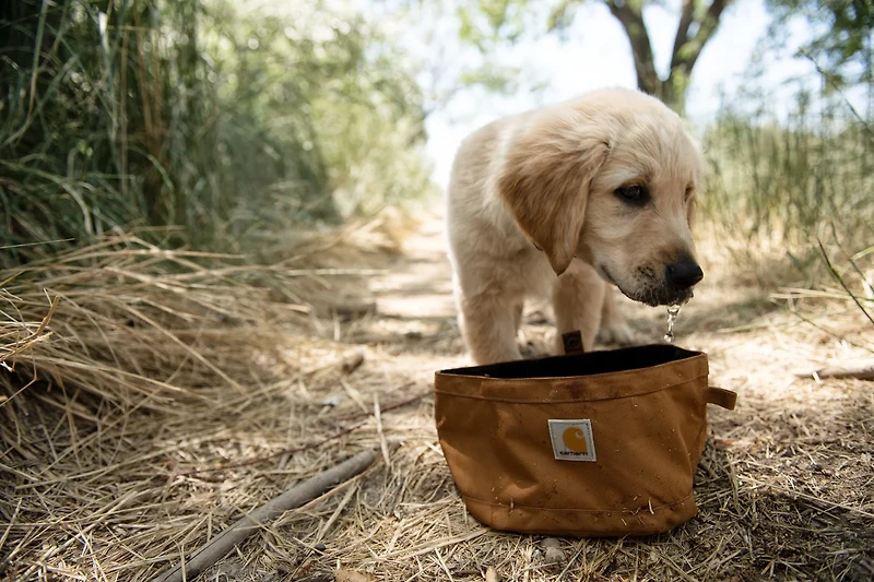 Carhartt Nylon Duck Travel Dog Bowl