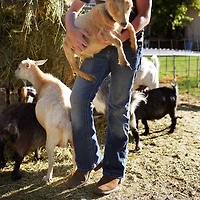 Ariat Men's Sierra EH Steel Toe Western Wellington Work Boots