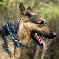 Pets First Carolina Panthers Dog Collar