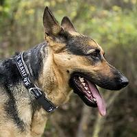 Pets First Seattle Seahawks Dog Collar