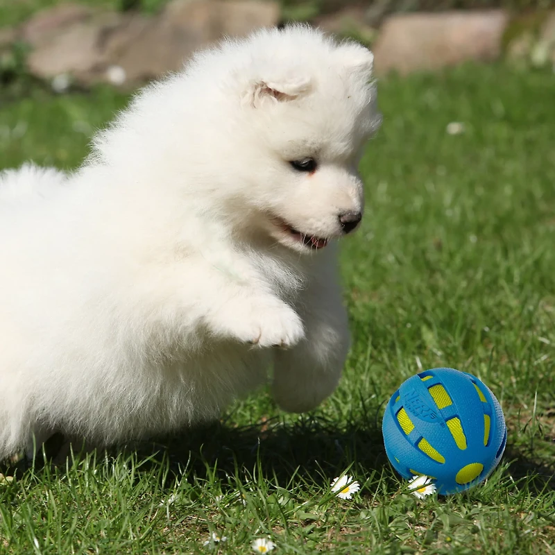 NERF Dog Checker Squeak and Crunch Ball