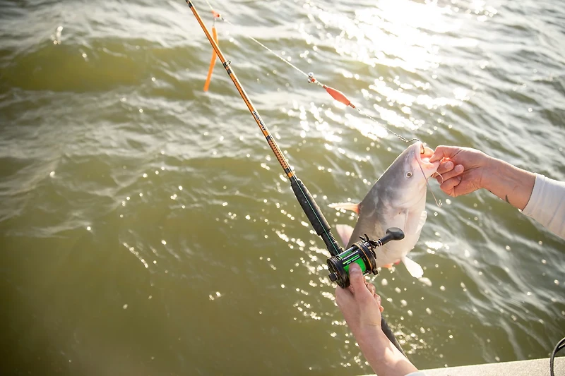 Ugly Stik Catfish Special 8 ft MH Casting Rod