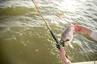 Ugly Stik Catfish Special 8 ft MH Casting Rod