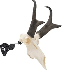 Allen Company EZ Mount Adjustable Steel Skull Stand