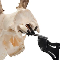 Allen Company EZ Mount Adjustable Steel Skull Stand