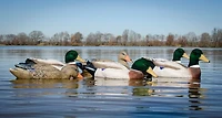 Higdon Outdoors Battleship Mallard Foam Filled Flocked Head 6-Pack