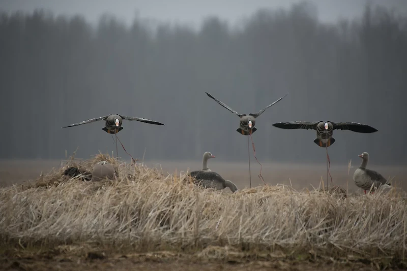 Higdon Clone Specklebelly Goose Decoy