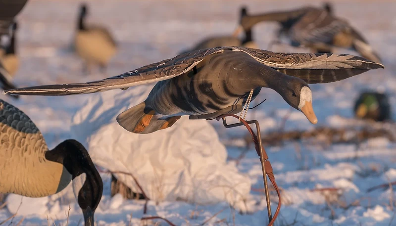 Higdon Clone Specklebelly Goose Decoy