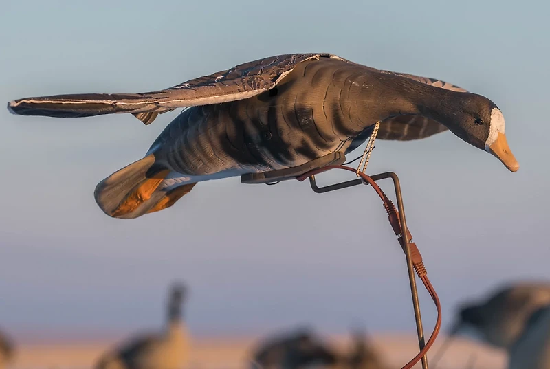 Higdon Clone Specklebelly Goose Decoy